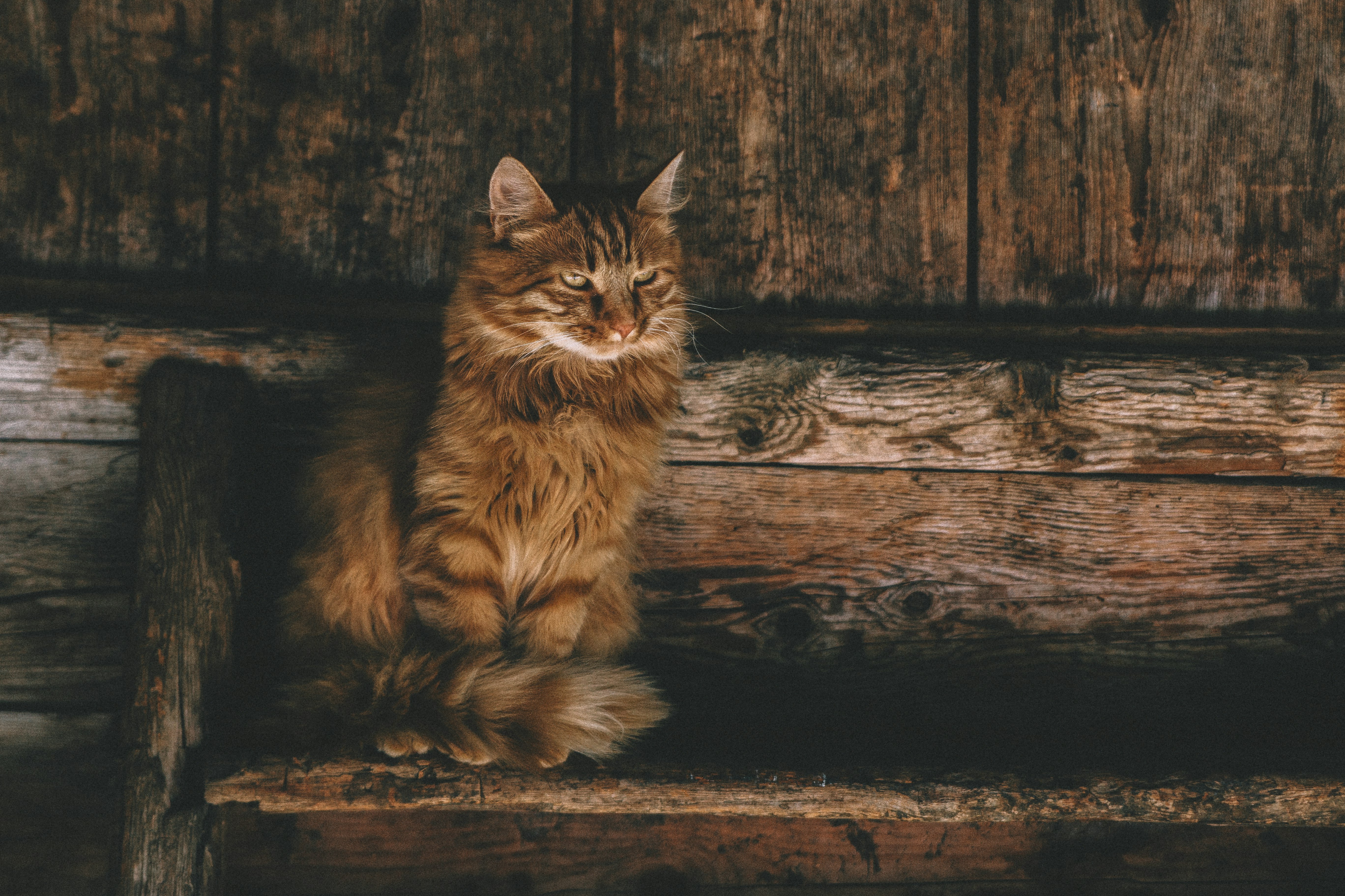 brown Himalayan cat sitting on bench